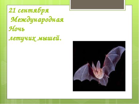 День летучих мышей