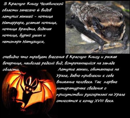 День летучих мышей
