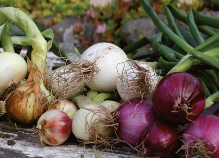 Лук дня