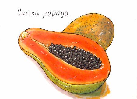 Папайя фрукт нарисовать