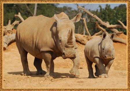 Всемирный день Носорогов 22 сентября