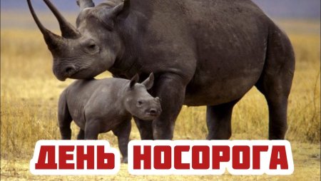 День защиты Носорогов