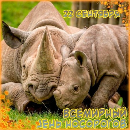 День защиты Носорогов