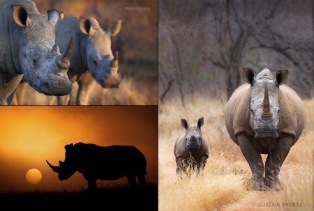 22 Сентября день носорога