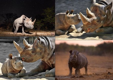 • Всемирный день носорога (World Rhino Day)