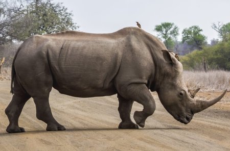 Всемирный день Носорогов 22 сентября