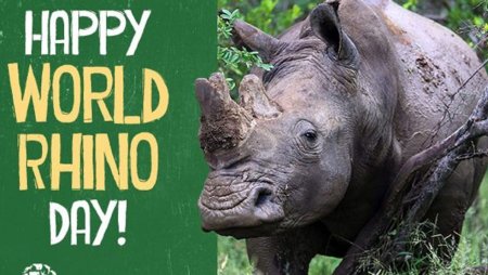 22 Сентября день носорога
