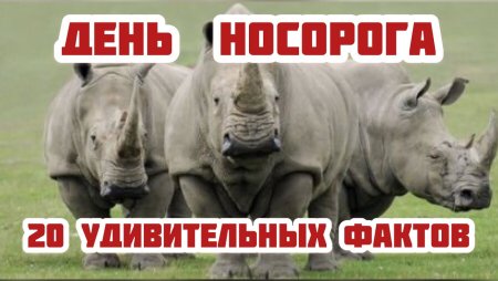 Всемирный день Носорогов 22 сентября