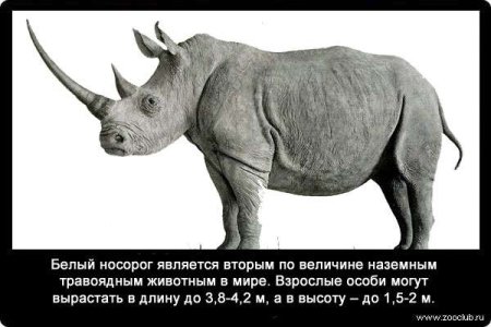 Белый носорог травоядный