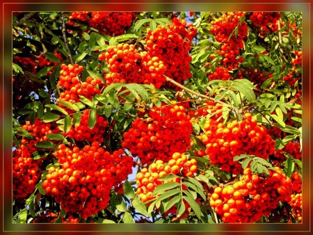 Петр рябинник праздник