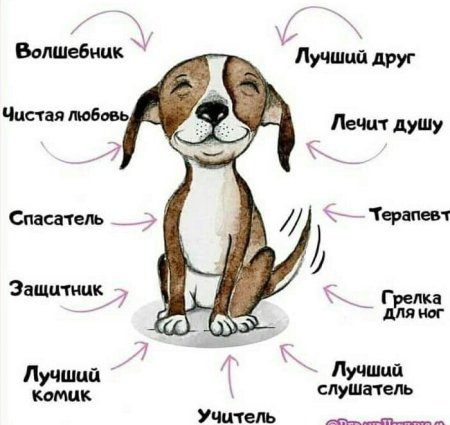 Красивые имена для собак