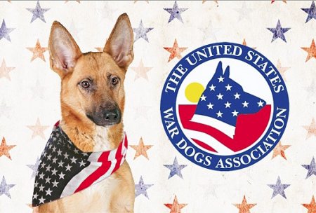 День собак-ветеранов