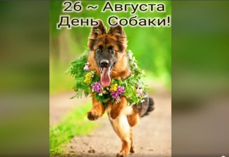 26 Августа день собак открытки