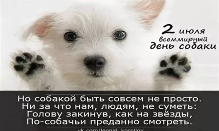 Международный день собак