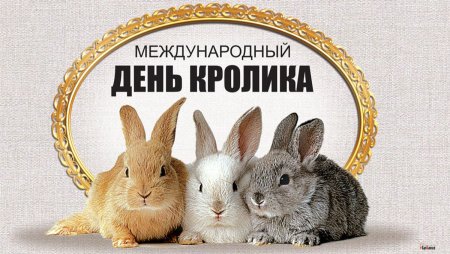 Международный день кролика