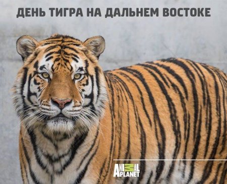День тигра на Дальнем востоке