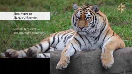 День тигра на дальневостоке