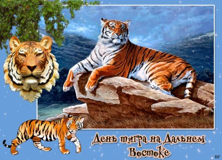 День тигра открытки
