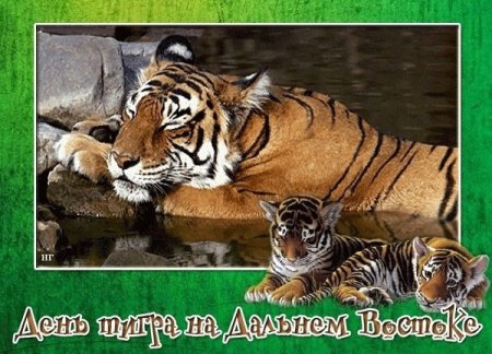 День тигра на Дальнем востоке