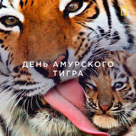 День Амурского тигра