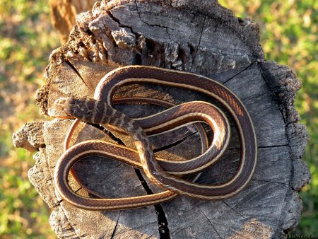 Артамон змеевик 25 сентября