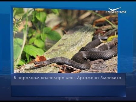 25 Сентября - Артамонов день. Артамон змеевик