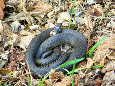 Народный календарь 25 сентября Артамон змеевик