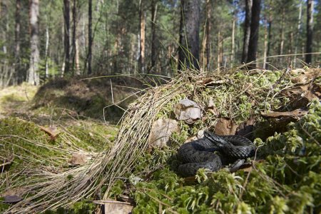 Змея гадюка в лесу