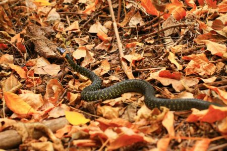 Артамон змеевик 25 сентября