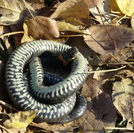 Артамон змеевик 25 сентября