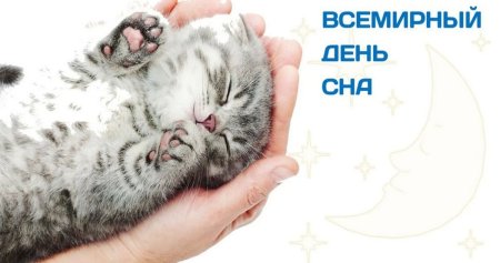 Котенок спит на руках