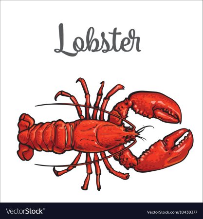 Лобстер рисунок