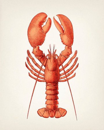Рисунок лобстера