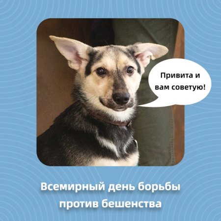 Исход заболевания бешенством