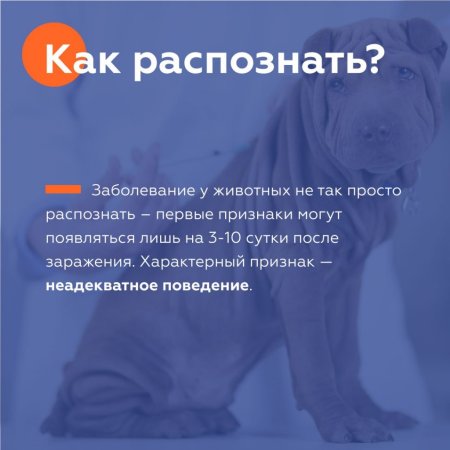 Всемирный день от бешенства