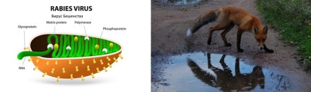 Борьба против бешенства рисунок