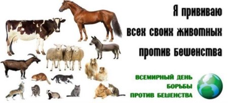 Всемирный день бешенства