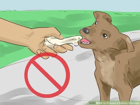 Профилактика бешенства у людей