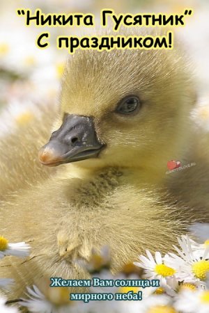 Никита гусятник рисунки