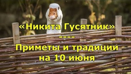 Народный праздник Никита гусятник
