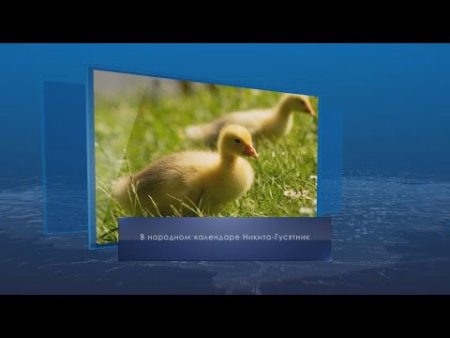 Народный праздник Никита гусятник