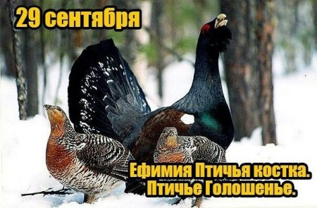 Народный праздник Ефимия, Птичья Костка