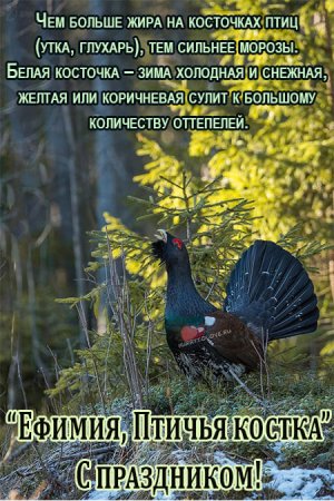 Птичья Костка