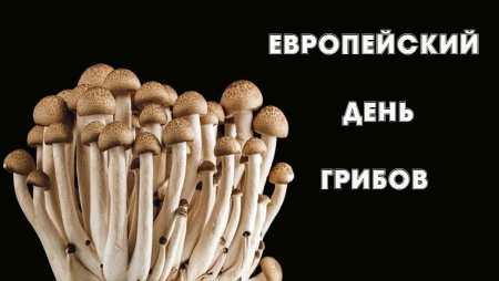 Международный день грибов