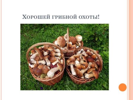 День грибов