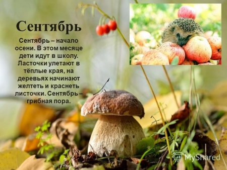 Стихи про осенние грибы