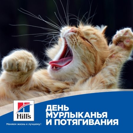 День мурлыкивпния и потягивания