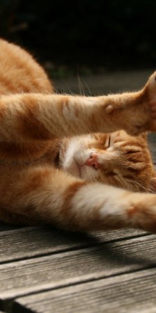 Кошкино утро