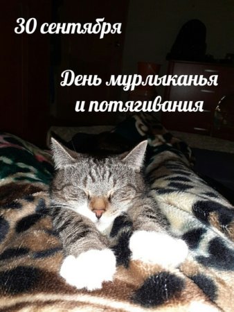 День мурлыкивания и подтягивания