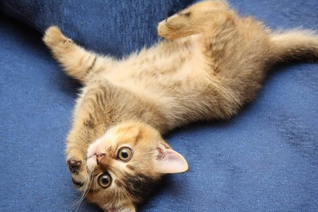 Кошечка потягивается